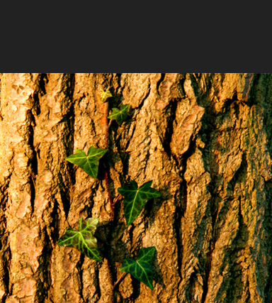 nature's warmth a warm summer tree with ivy leafs